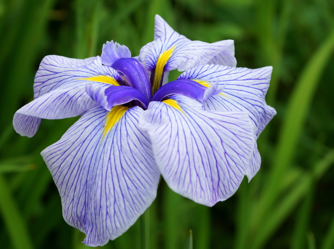 Plantació i cura de iris de bulbs holandesos