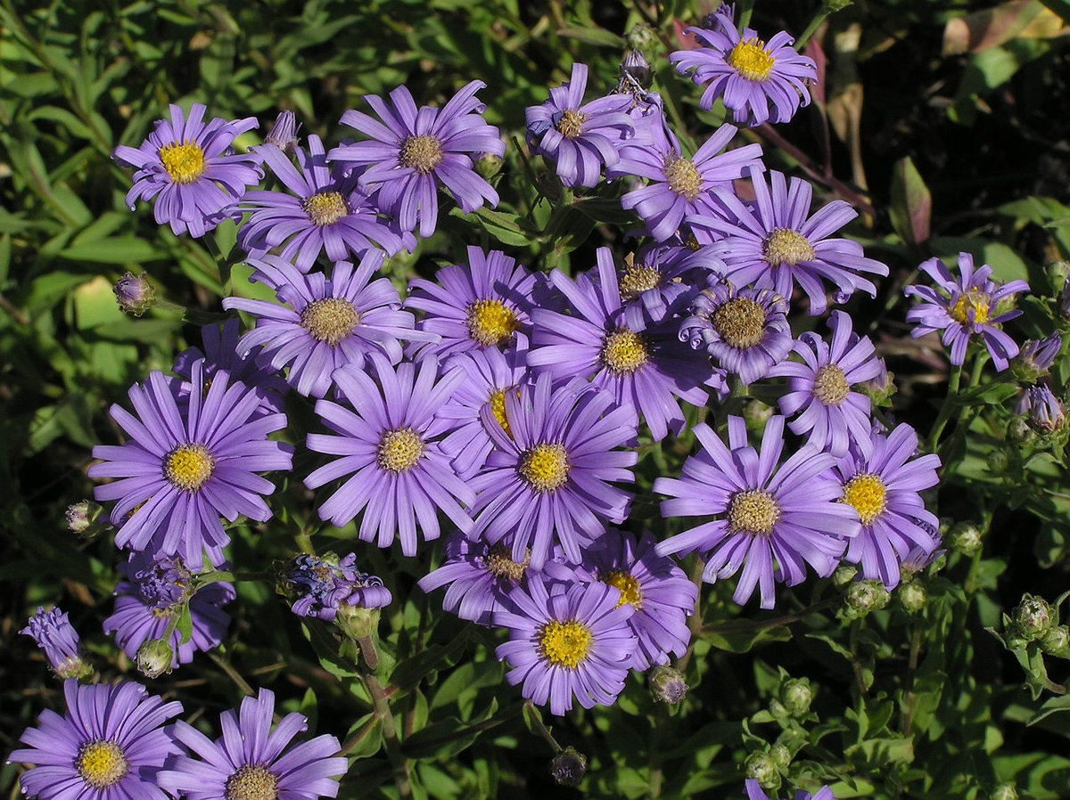 Giardino di Astra: specie, varietà con foto, nomi e descrizioni di fiori