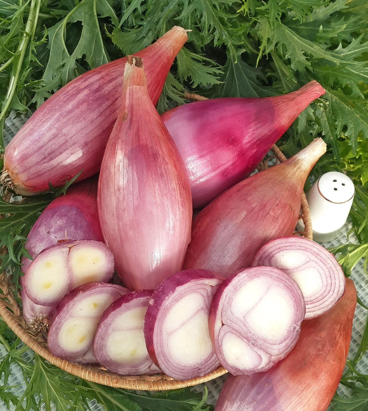 Creciendo a partir de semillas delicadas: chalotes y cebollas kuschevka.