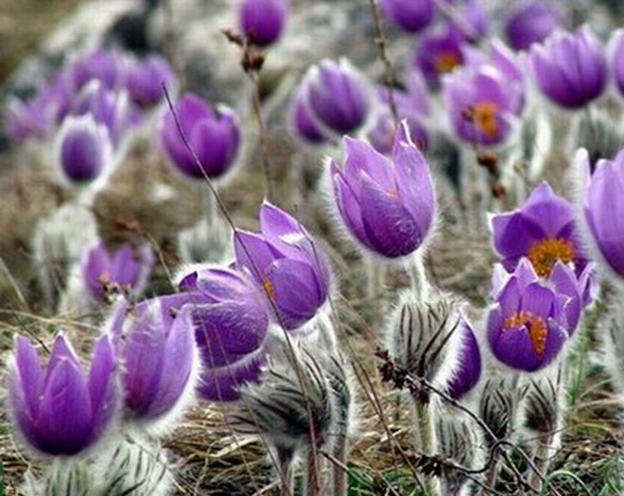 Flower lumbago gewone en lente: planten en verzorgen