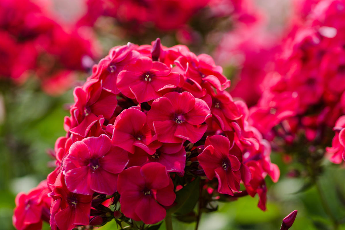 Mehrjährige Phlox: Arten und Sorten von Blumen mit Fotos, Namen