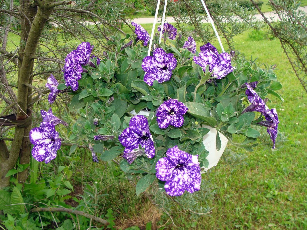 Regler for plantning og pleje af ampel petunia