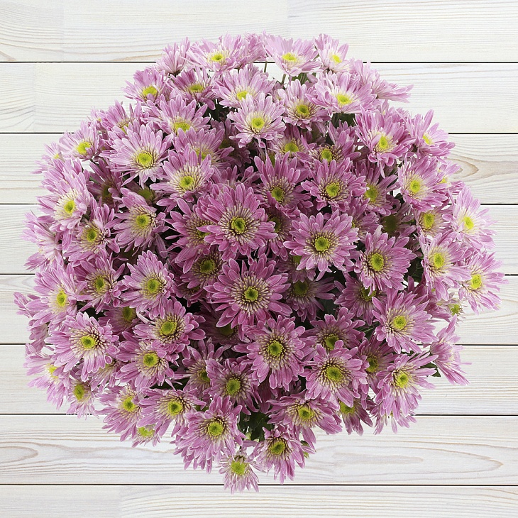 Plante vivace de jardin de chrysanthème arbustif: plantation et soins, photo