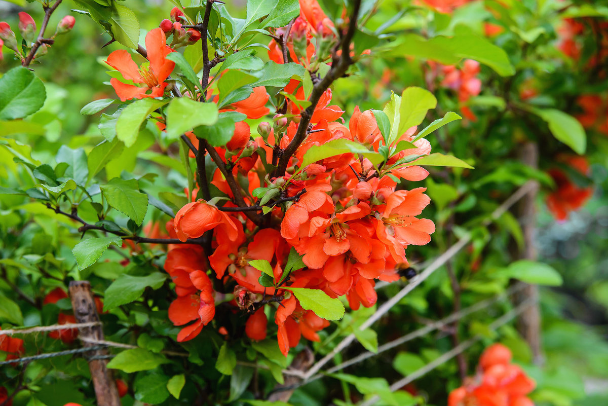 Membrillo japonés: características de plantación y cuidado, fotos de plantas.