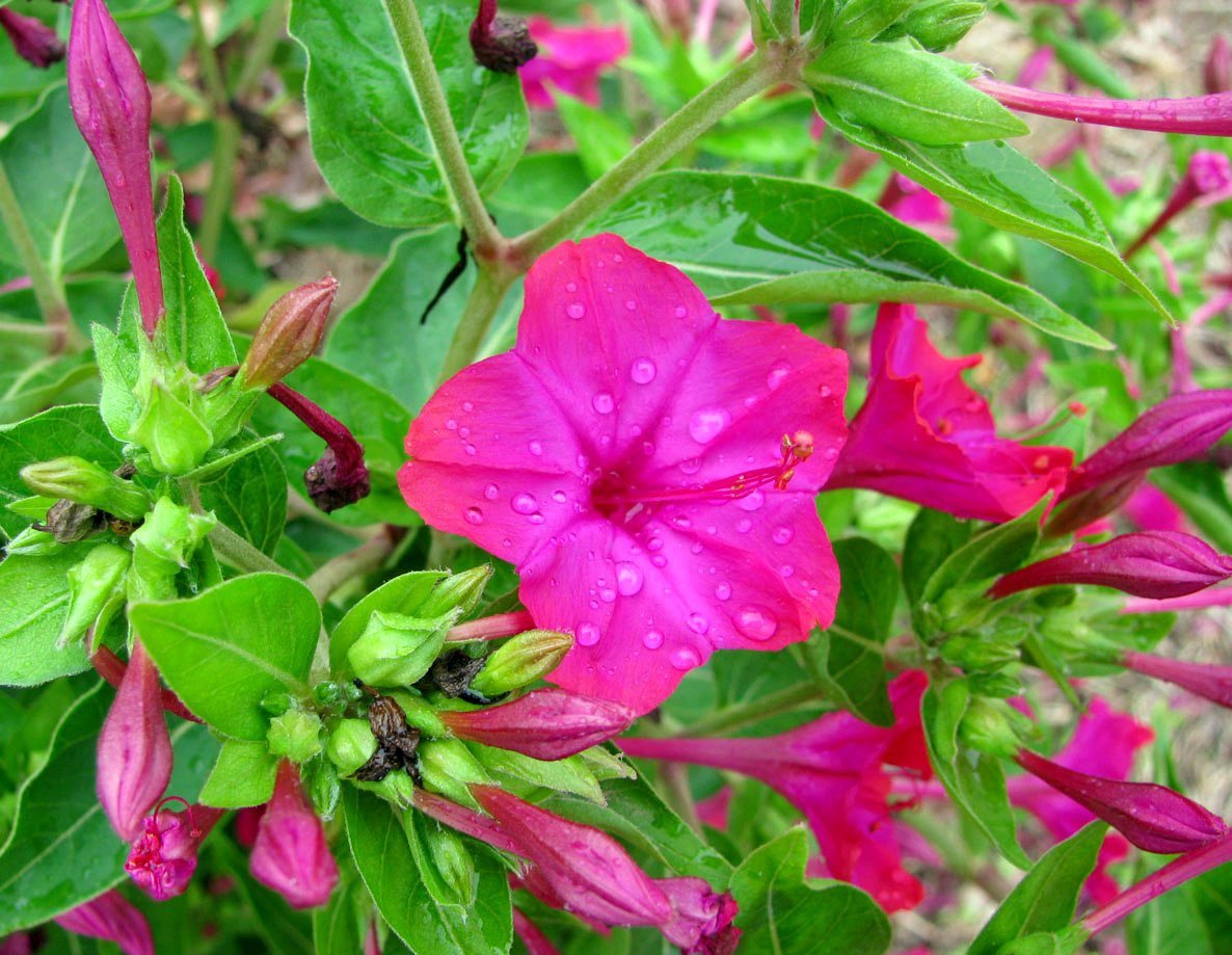 Blomster natt skjønnhet (mirabilis): planting og stell, foto