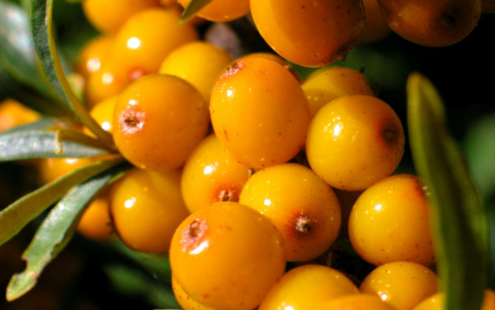 Sea buckthorn: เคล็ดลับในการเจริญเติบโตโรคและการควบคุมศัตรูพืช