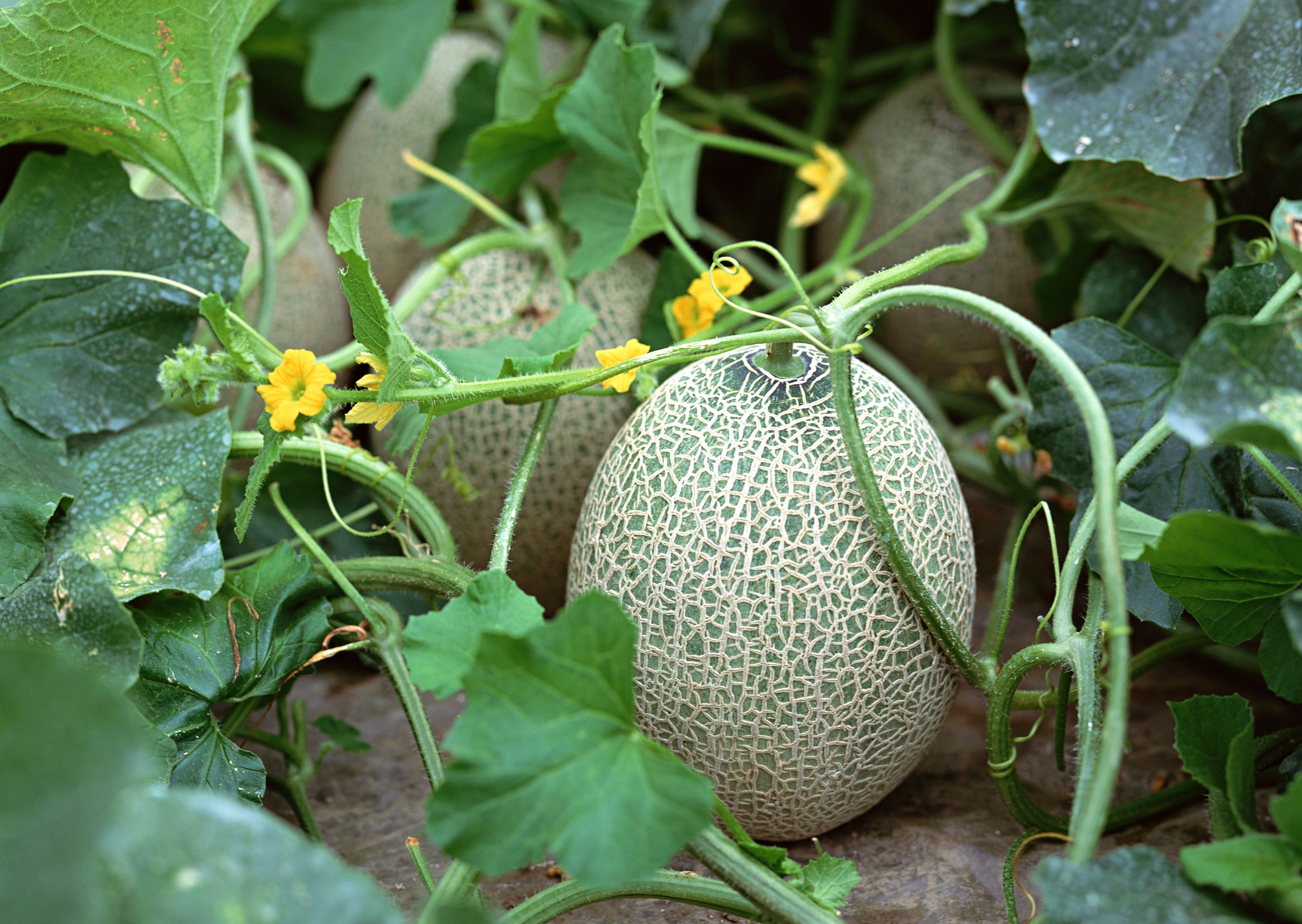 Sådan plantes en melon i åben jord: hvilke sorter der er egnede, hvordan man forbereder frø og plejer kimplanter