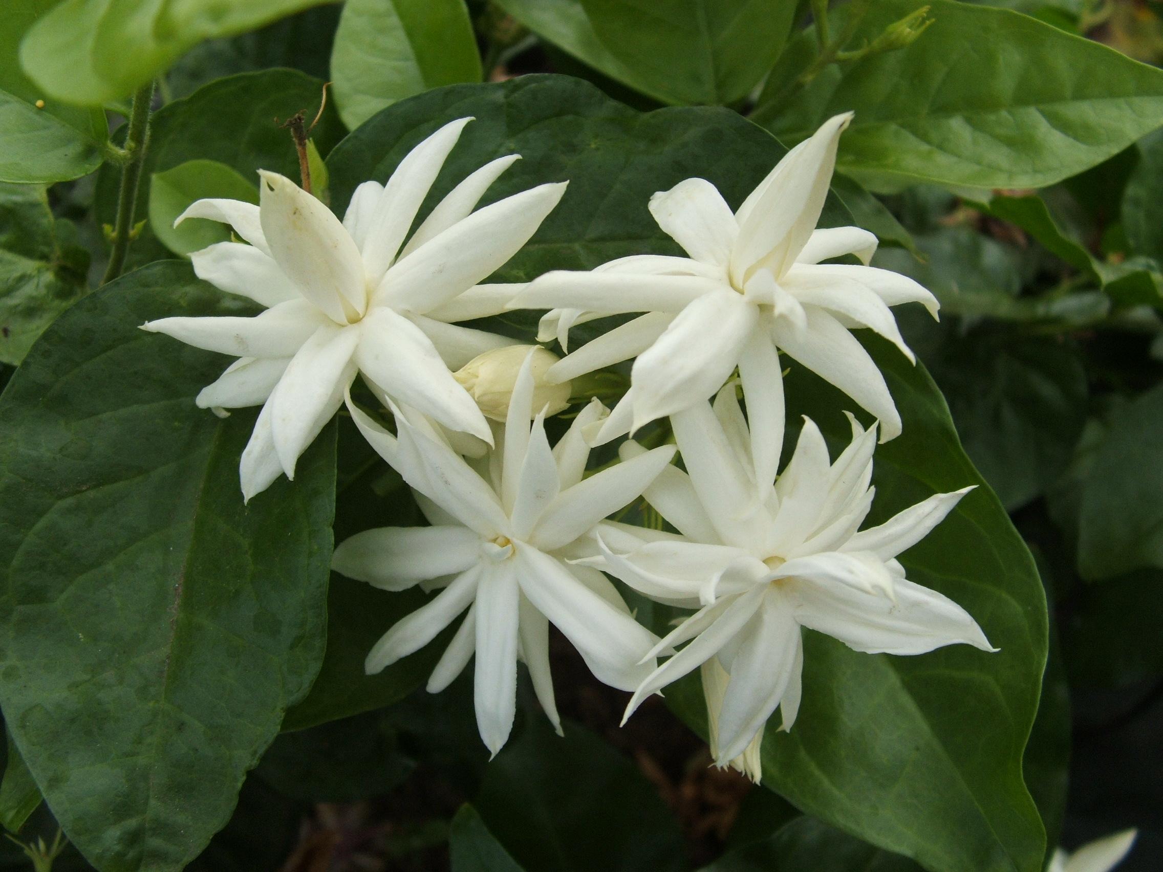 Fiore di gelsomino: foto, varietà, assistenza domiciliare