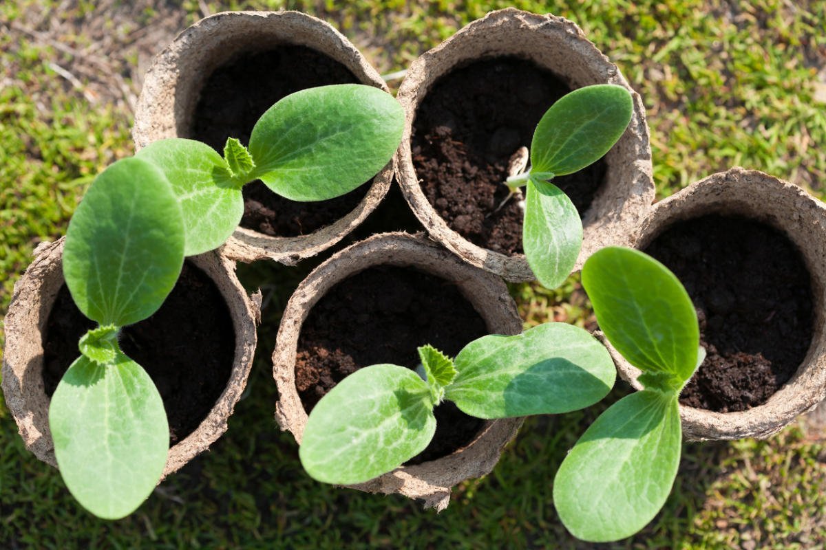 Como cultivar mudas de abobrinha: a variedade certa e datas de plantio