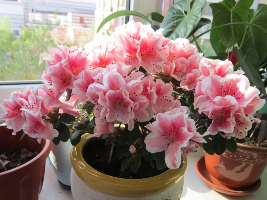 Azalea indoor: cuidados domiciliares