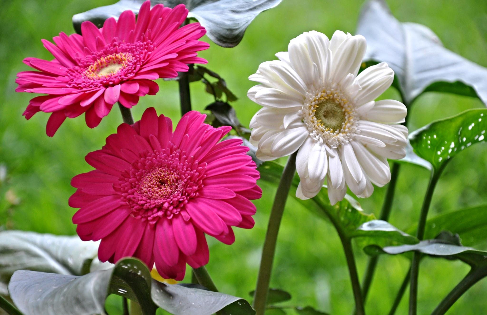 Piantare e prendersi cura delle gerbere in giardino