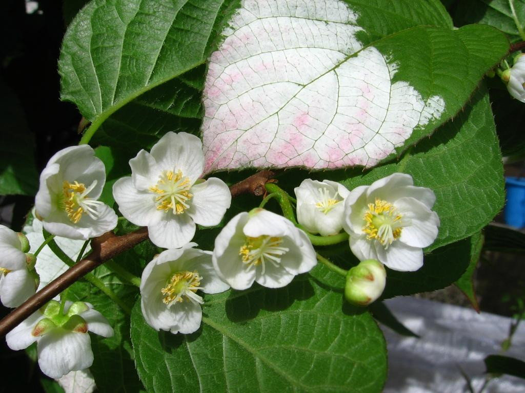 Actinidia kolomikta: kehalusan tumbuh-tumbuhan dan varieti terbaik