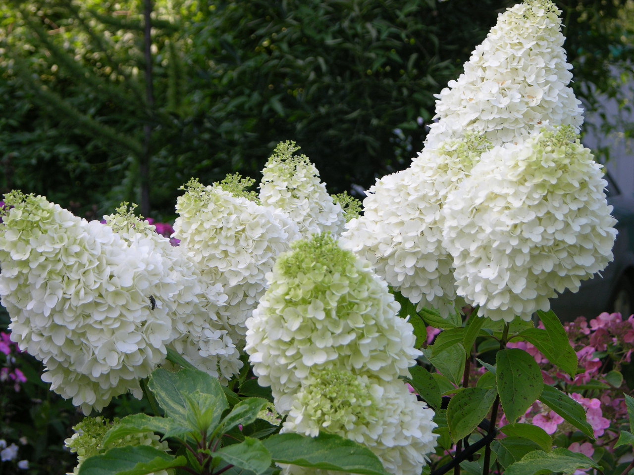 Koningin van de tuinpluimhortensia: soorten, variëteiten, foto's, aanplant en verzorging