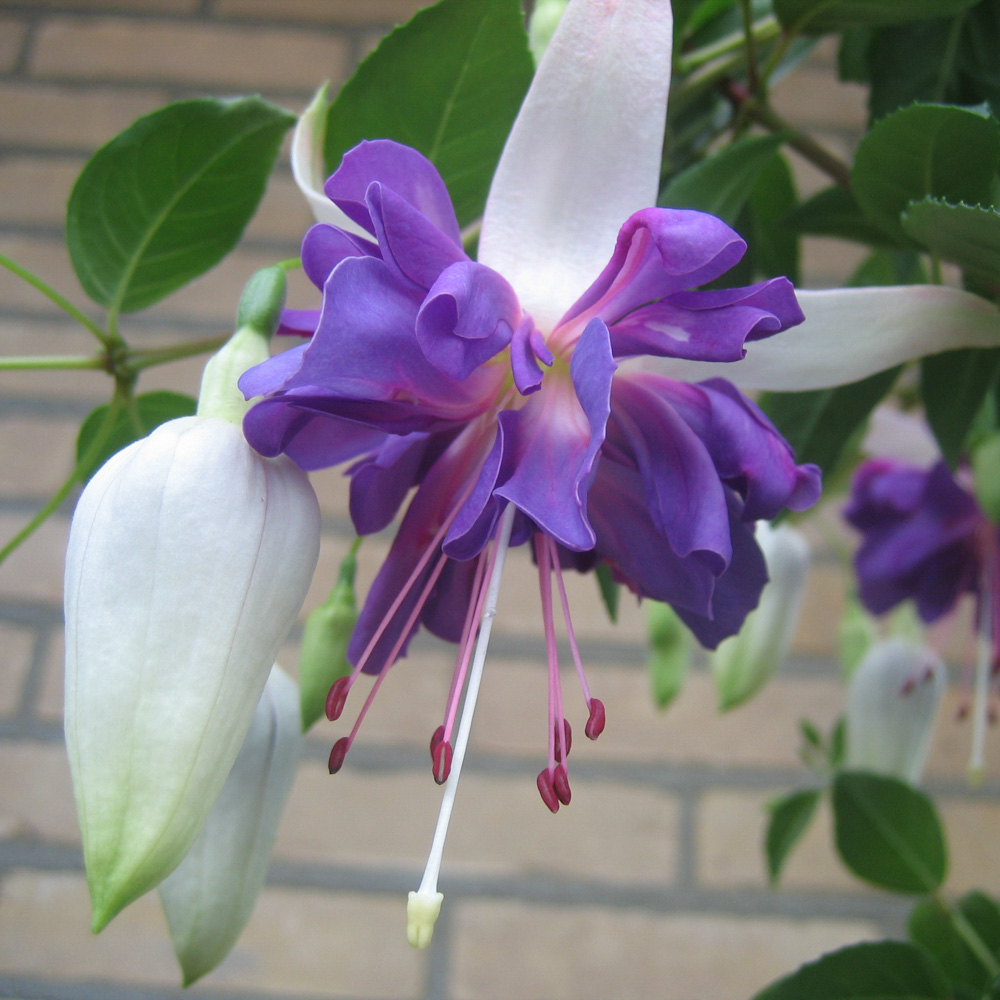 Ampel fucsia: plantación y cuidado, foto de flores.