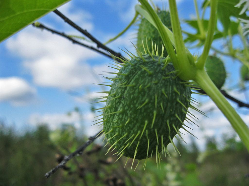 Plante - gal agurk og dens bilde