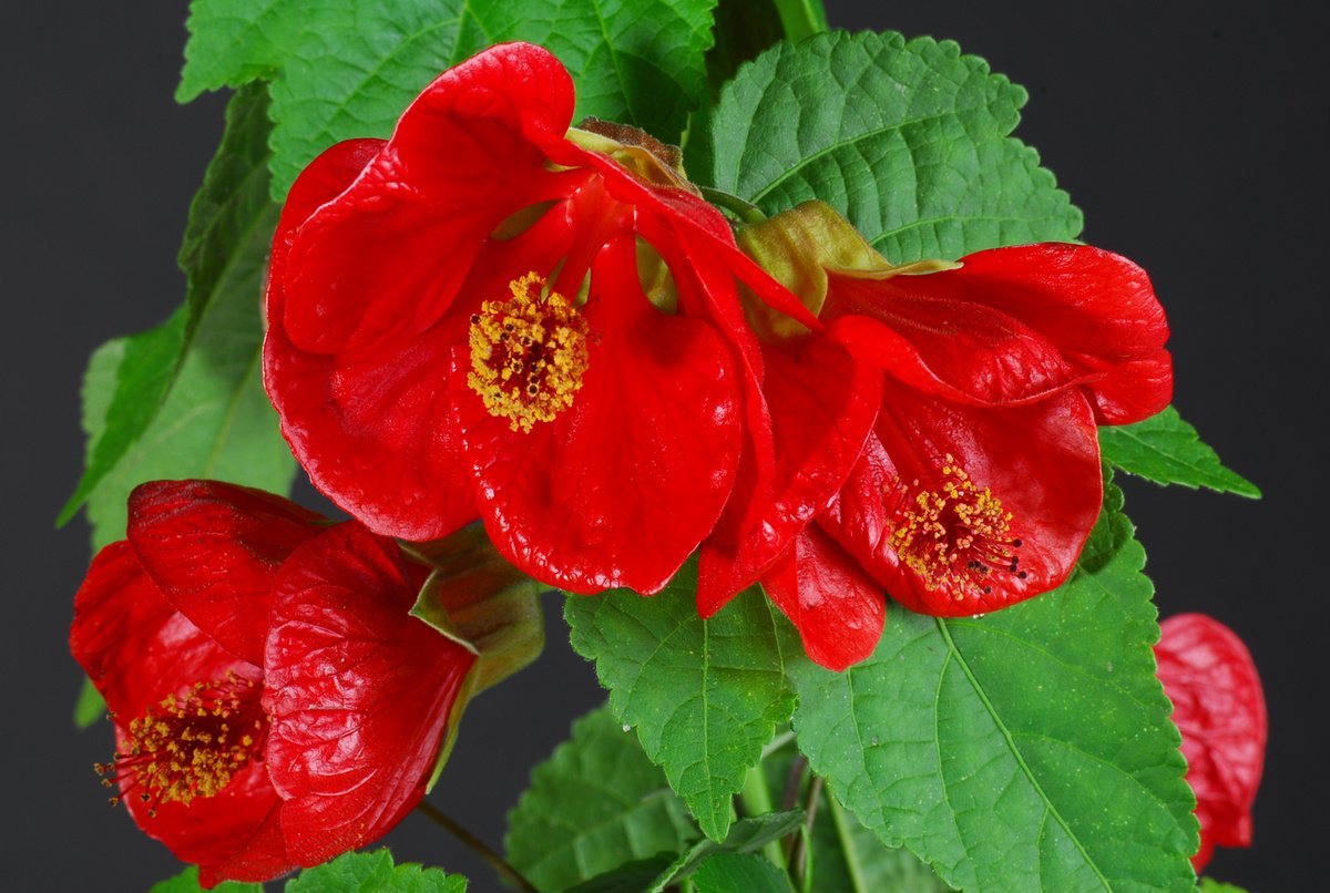 Voksende abutilon fra frø hjemme