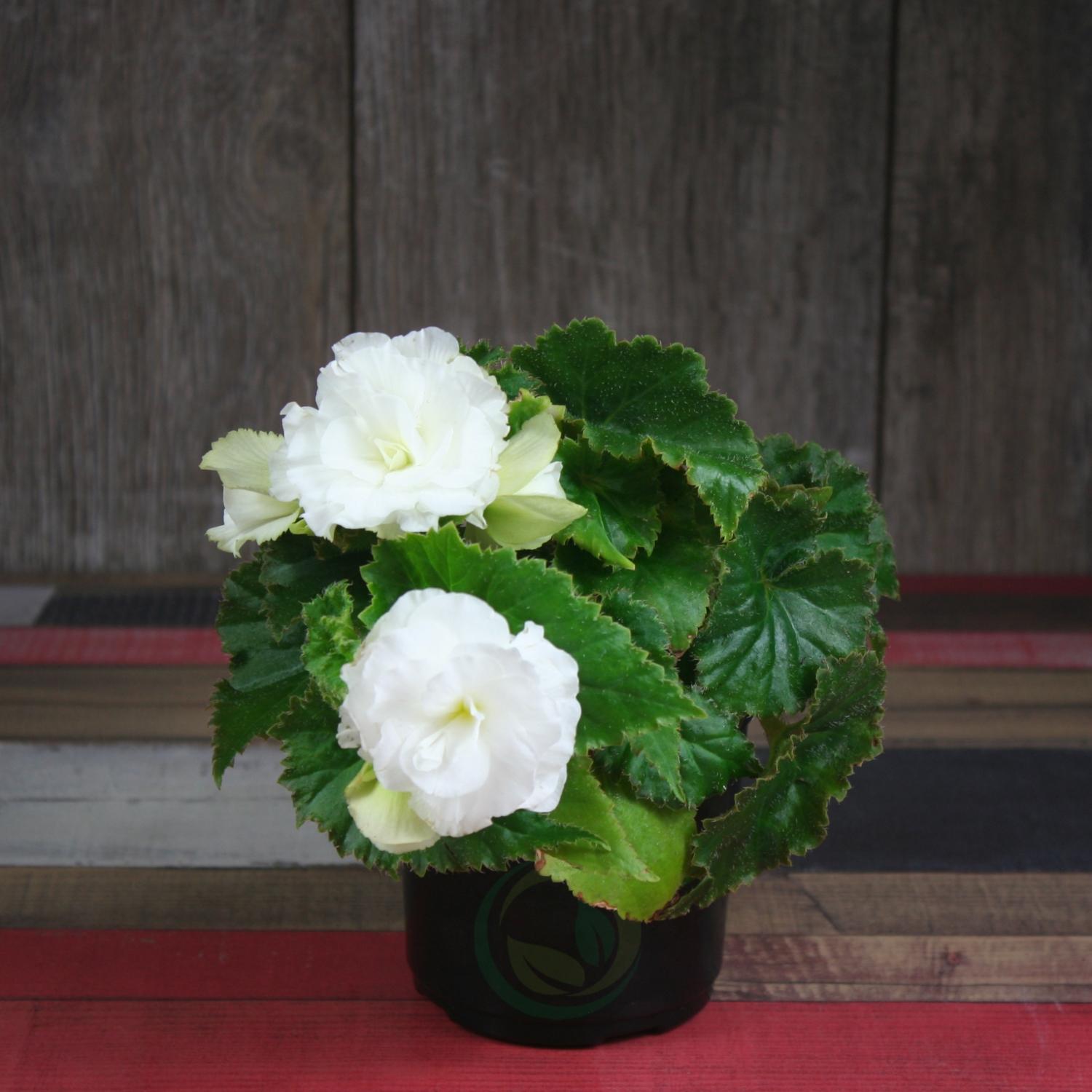 Begonia Elatior: cultivo y cuidado en casa