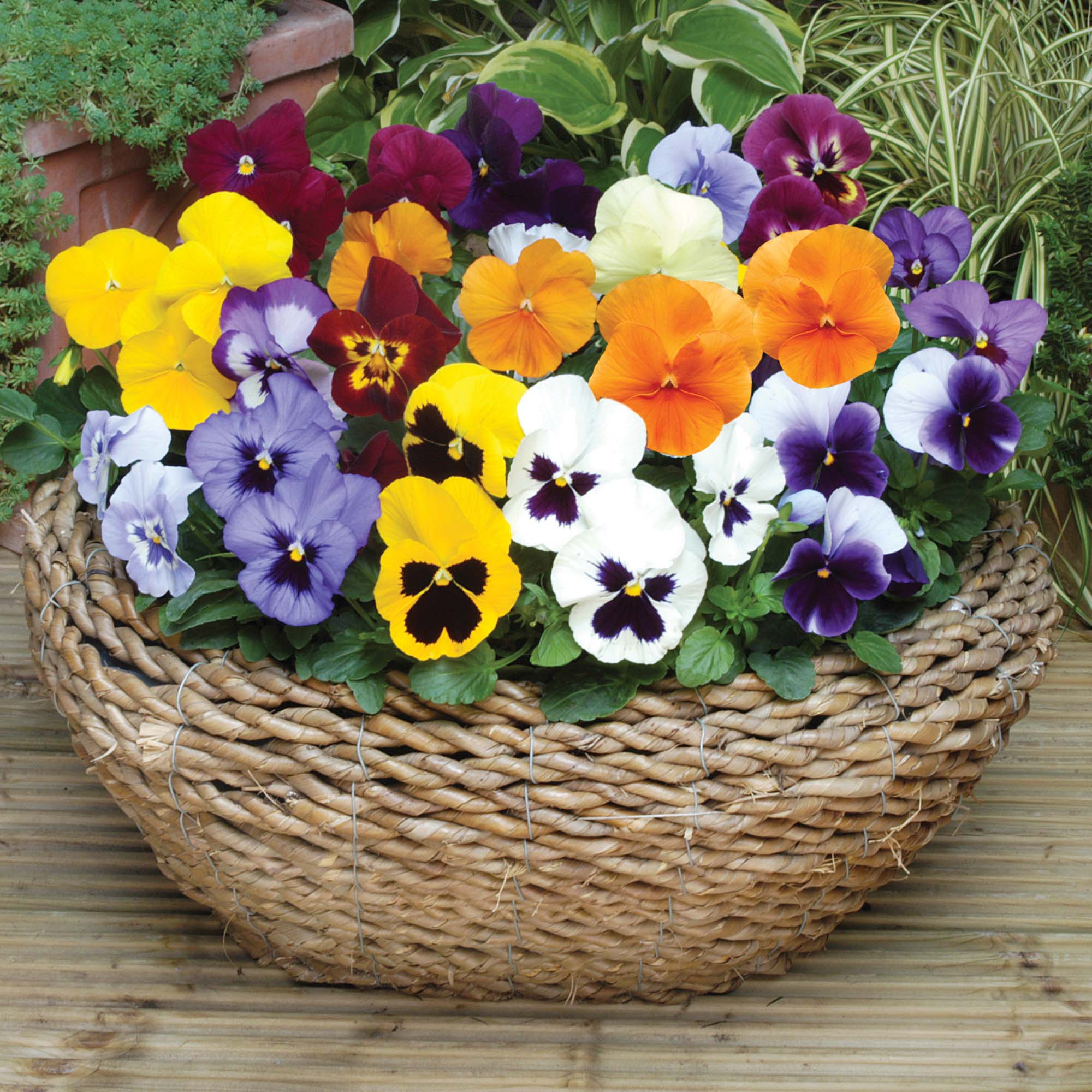 Pansies: characteristics and photos of flowers