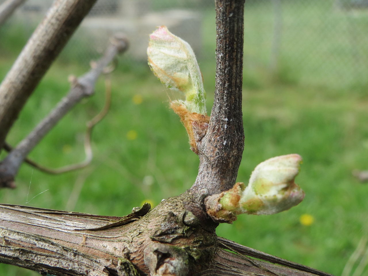 Injerto de uvas: cuando hacerlo para no perder el tiempo