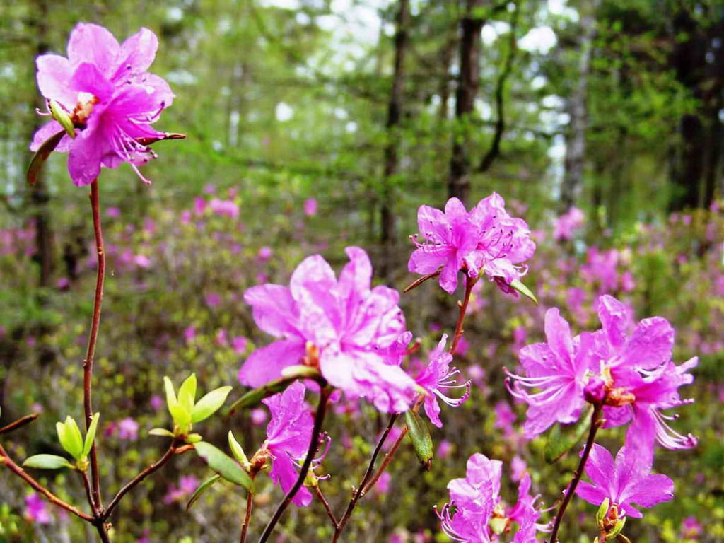 Missä rosmariini kasvaa Venäjällä?