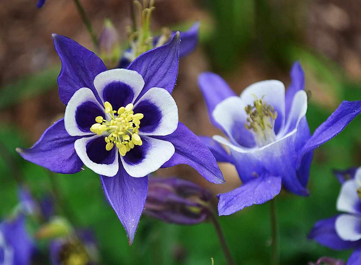 Výsadba a starostlivosť o aquilegiu na otvorenom teréne: odrody, fotografie