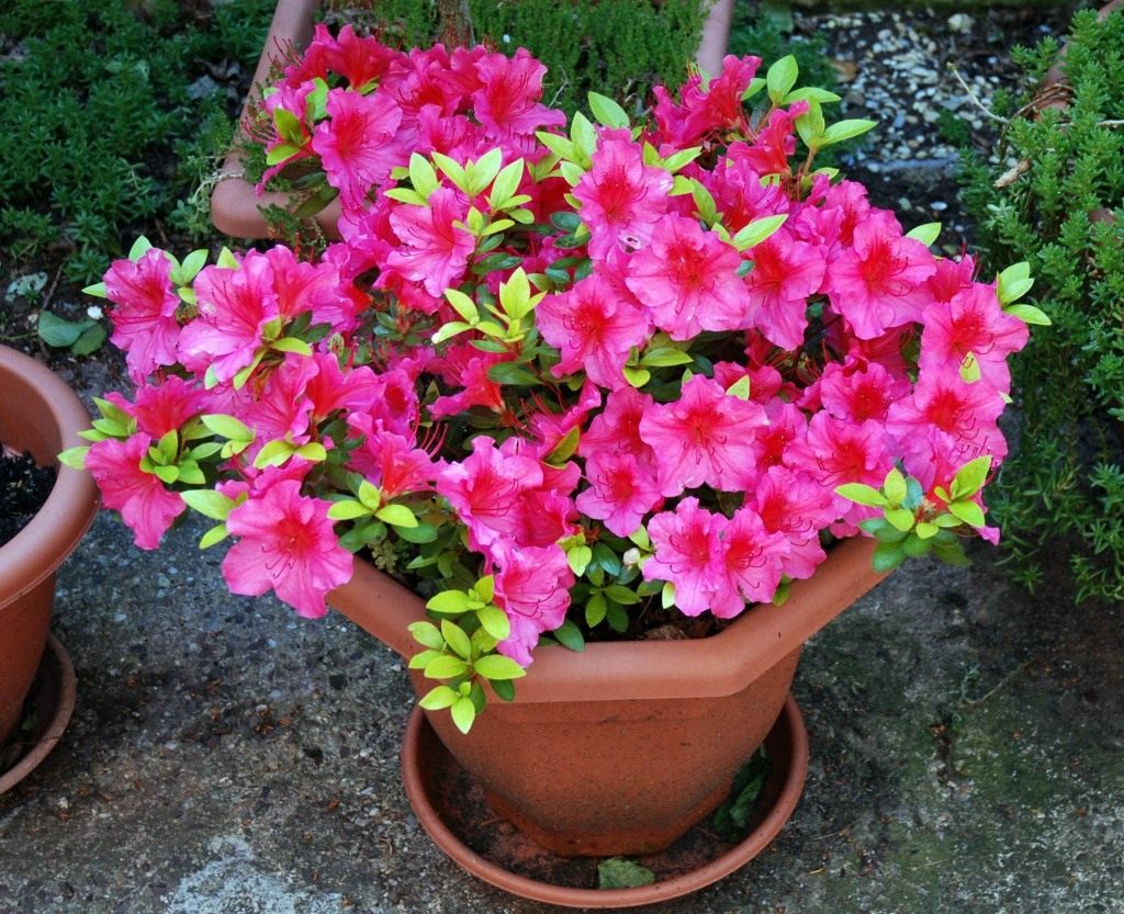 Flor de azaléia: foto, cultivo e cuidados com as plantas