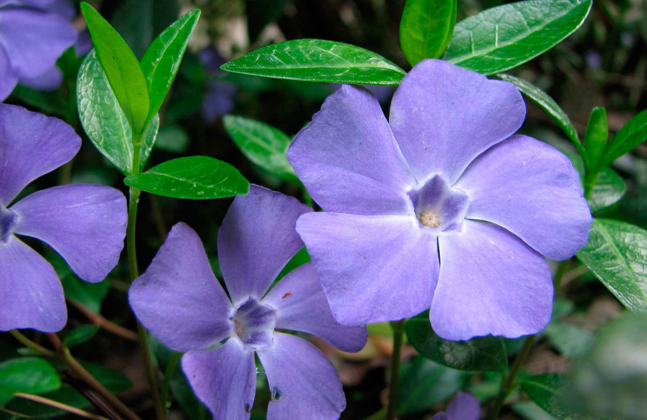 Periwinkle plante: plantning og pleje i det åbne felt