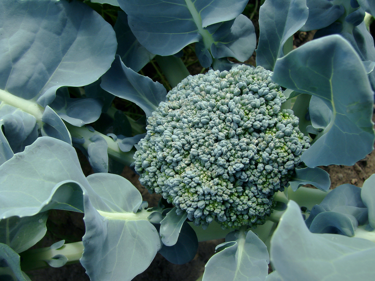 Verzorging en teelt van broccoli in de regio Moskou