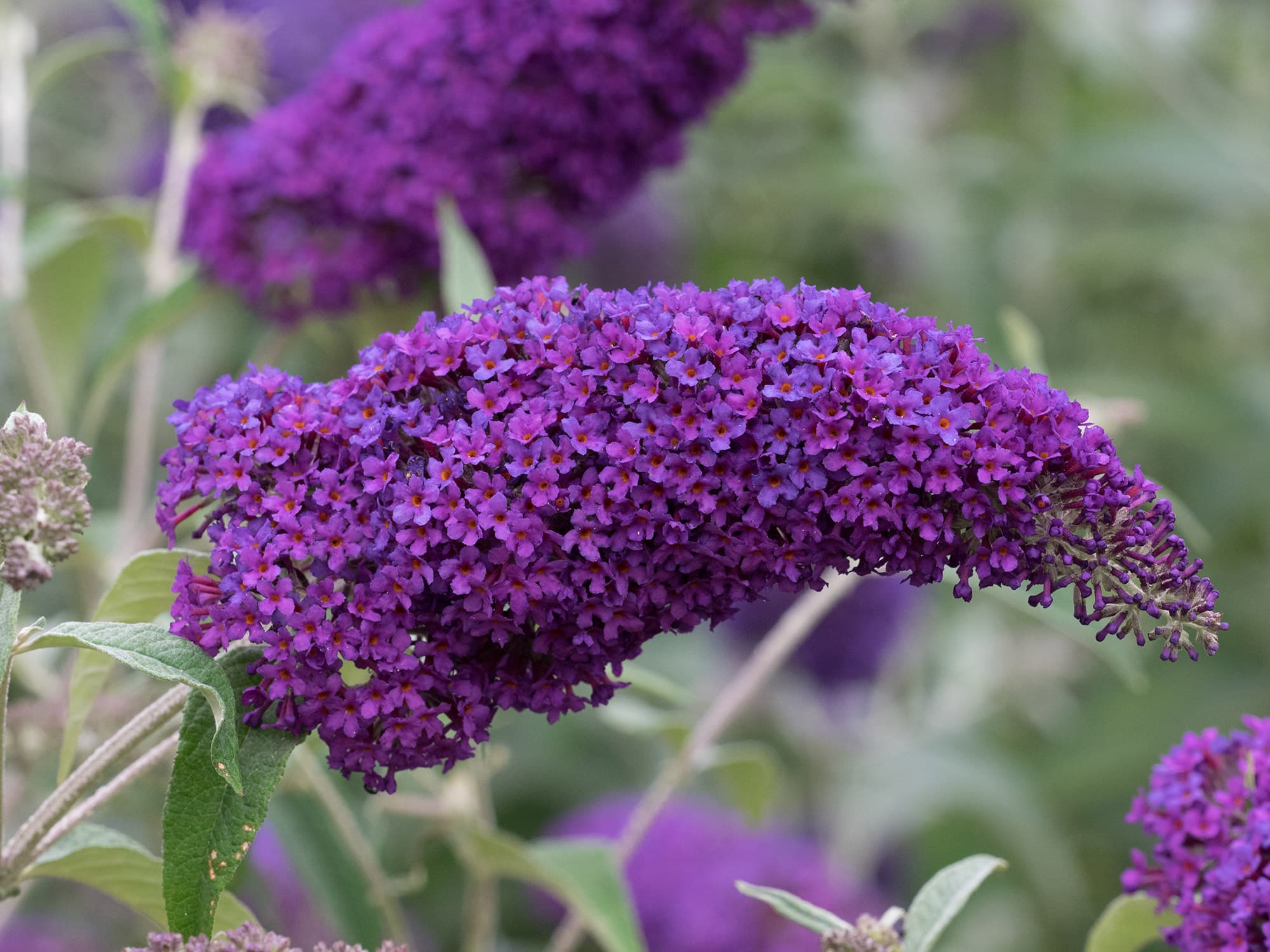 Budleya: planten in de volle grond en verzorgingsfuncties