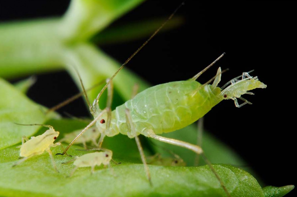 Pulgões em plantas de interior: como lidar com eles em casa?