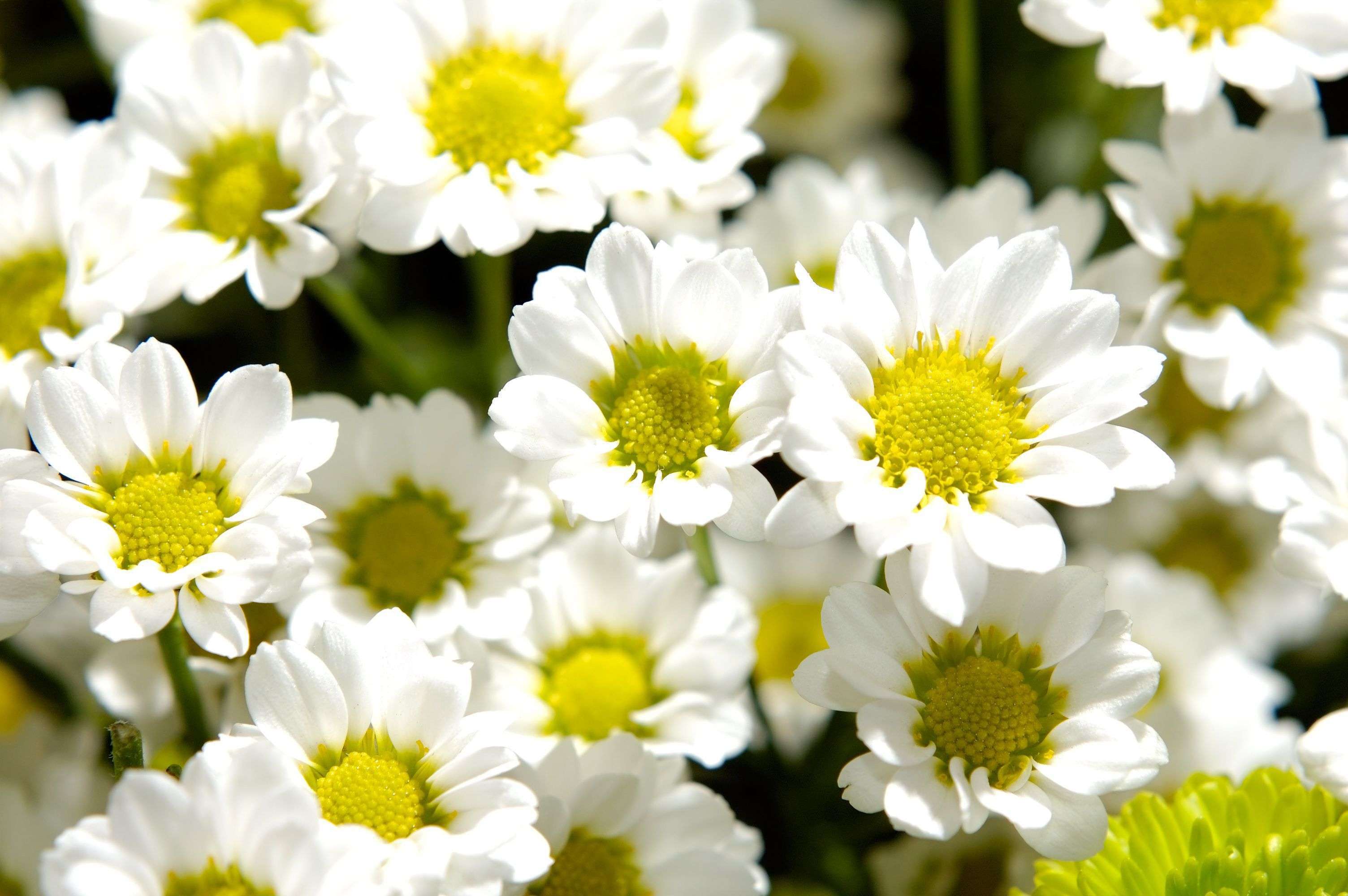 Variétés de chrysanthème, une variété de fleurs et leurs photos