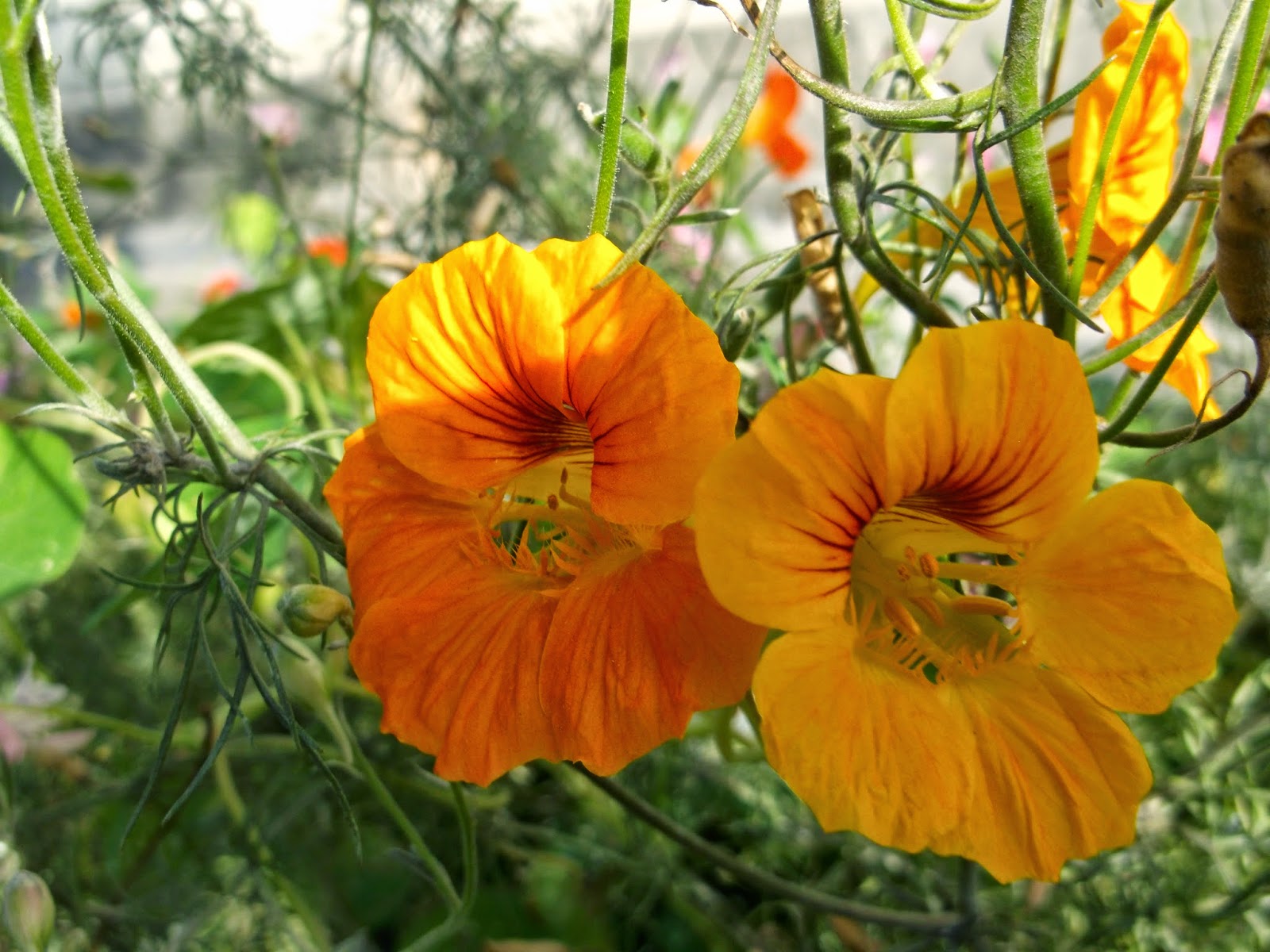 Növekvő nasturtium: leírás, virágfotó