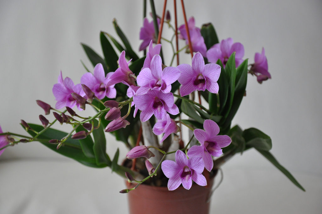 Thuis zorgen voor dendrobium: tips, foto's