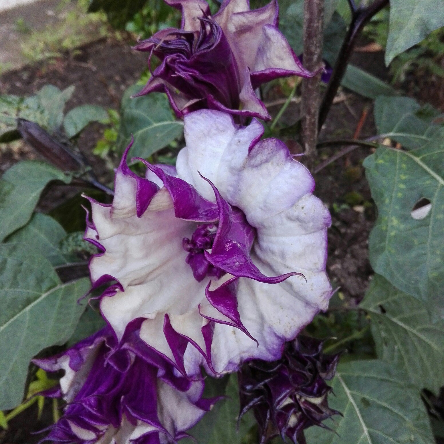 Datura vanlig: et bilde av en plante og en beskrivelse av denne urten