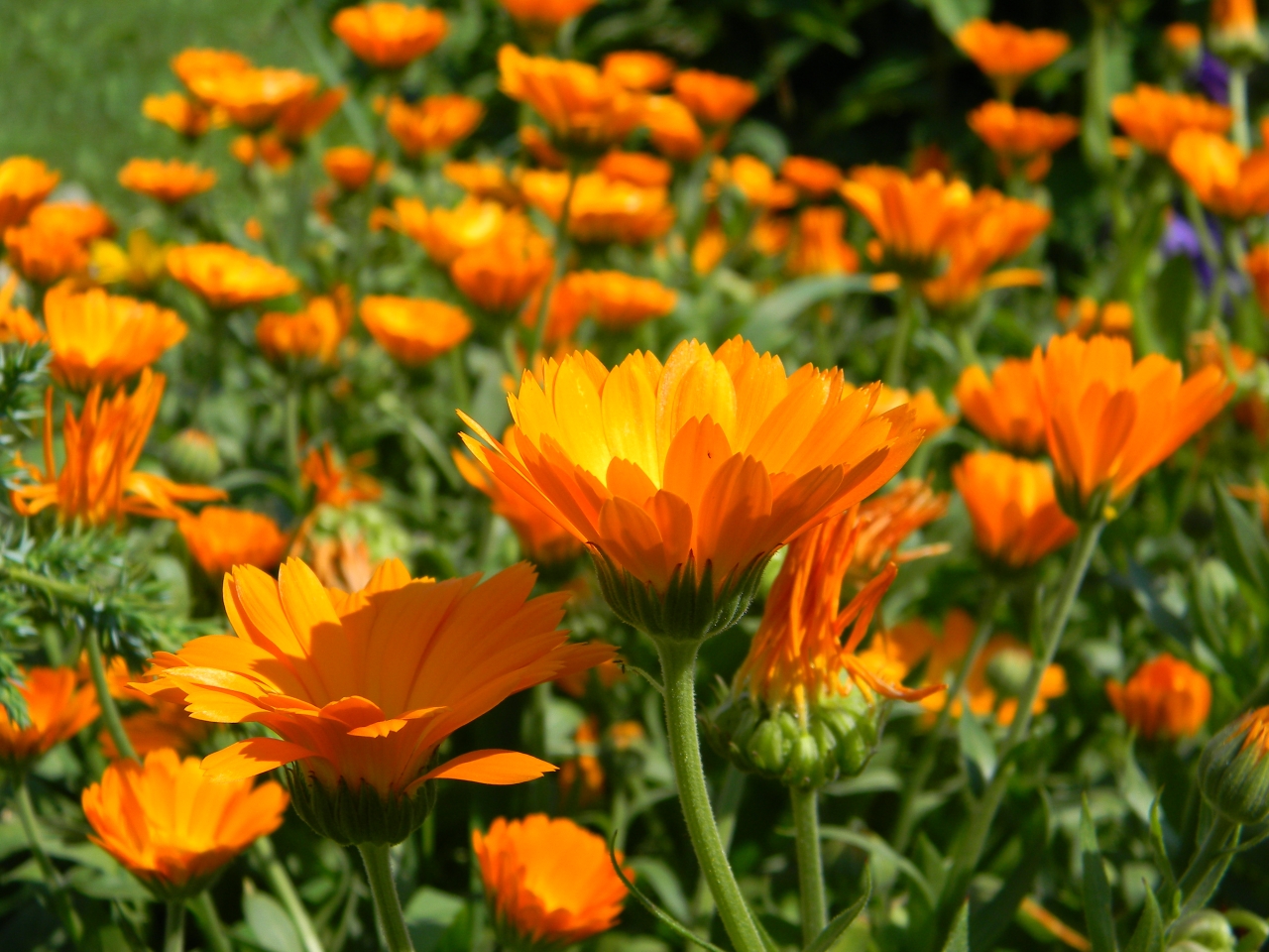 Descrição do calêndula: fotos e fotos de flores de calêndula