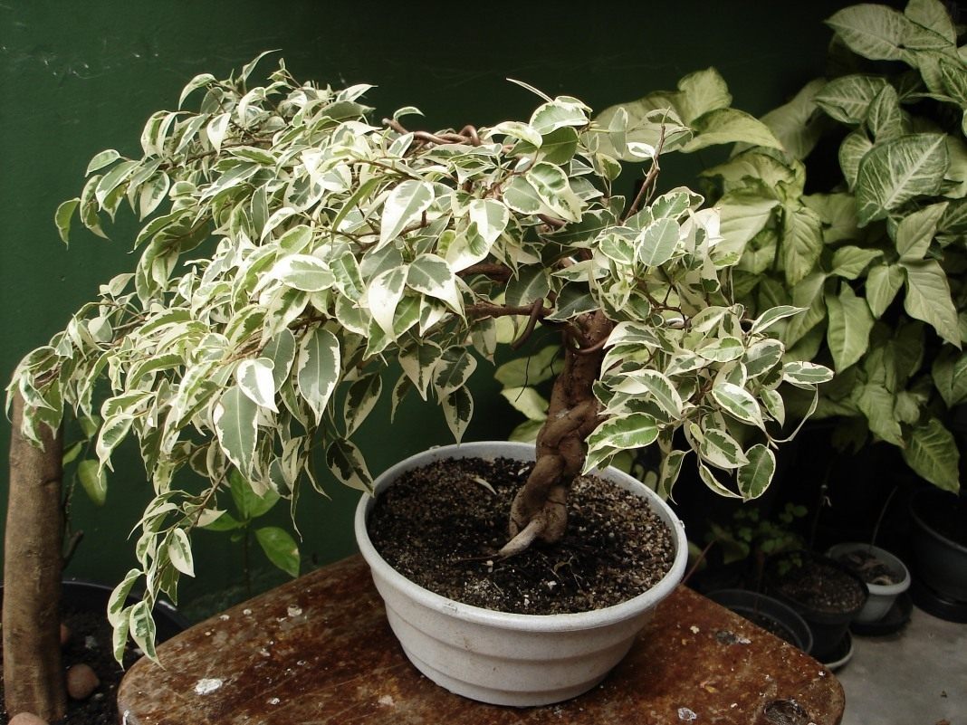 Ficus Benjamin: tipos, fotos e cuidados domiciliares