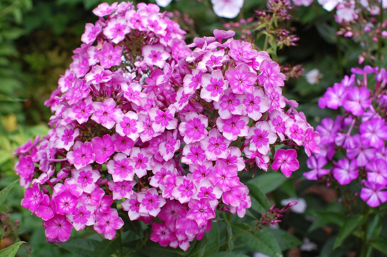 Phlox vivace: plantation et soins, reproduction