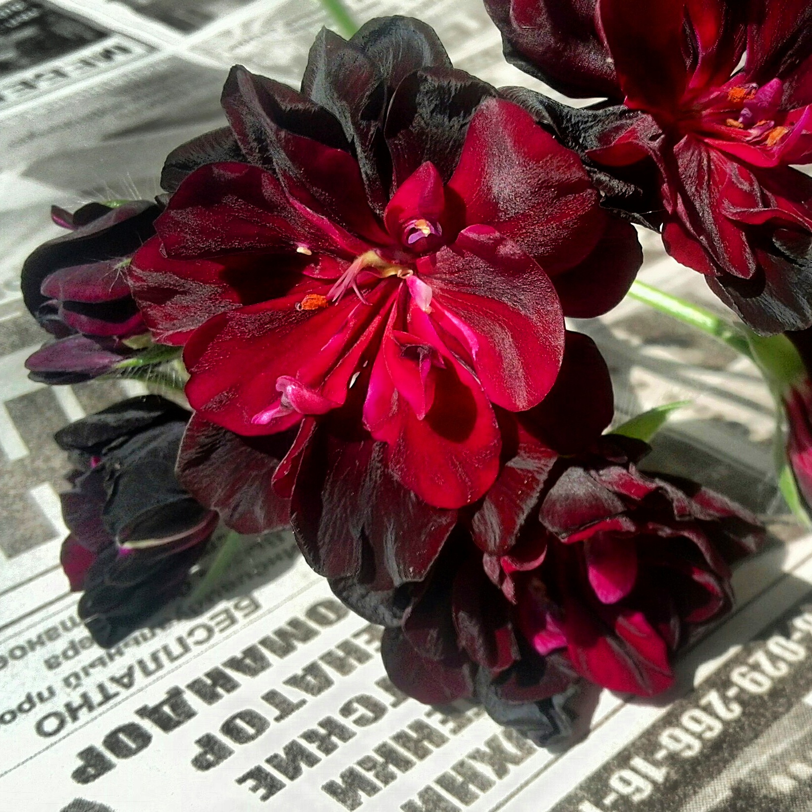 Pelargonium og geranium: forskjellen mellom planter