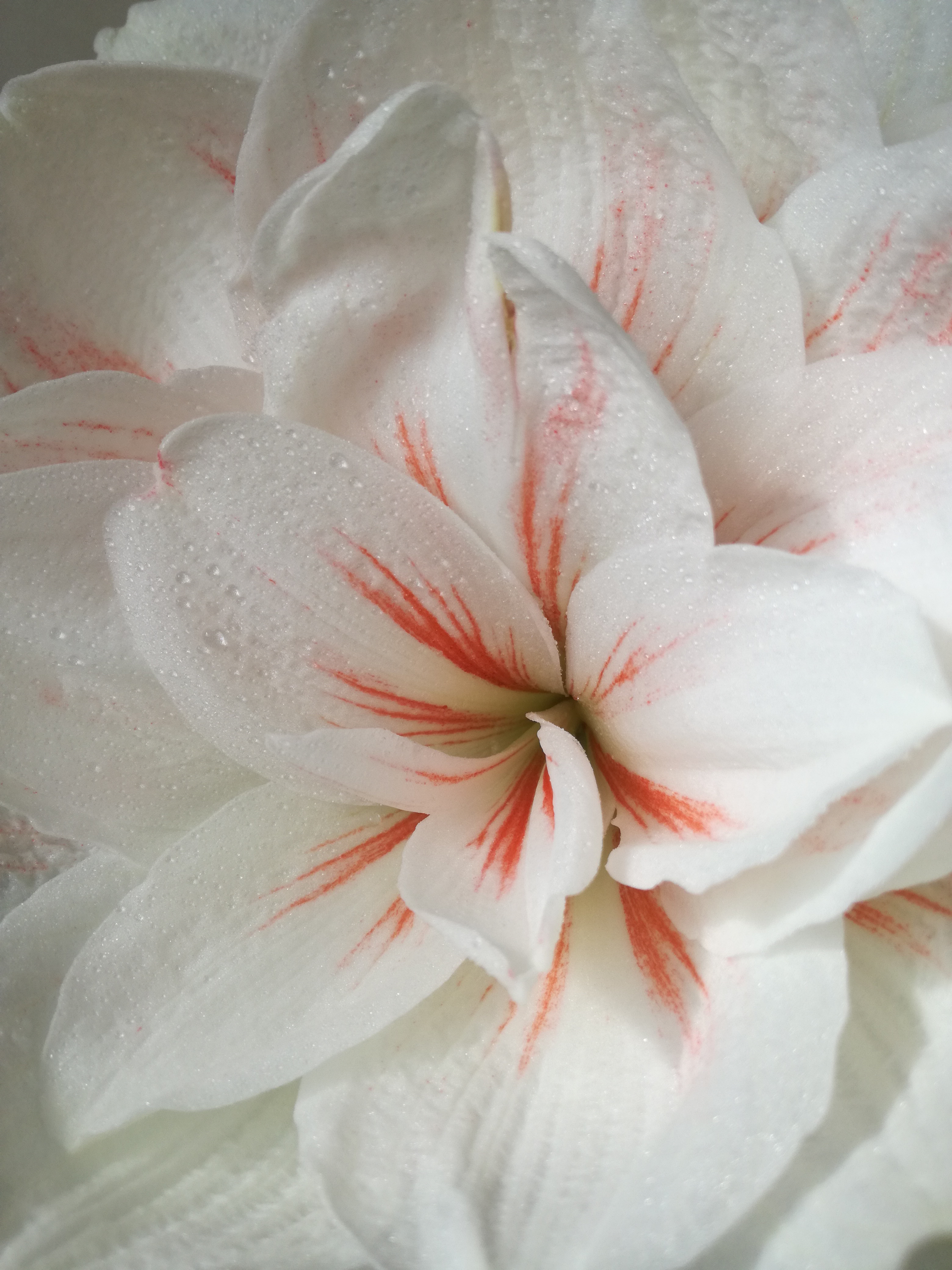 Diferenças entre amarílis e hippeastrum, foto destas flores