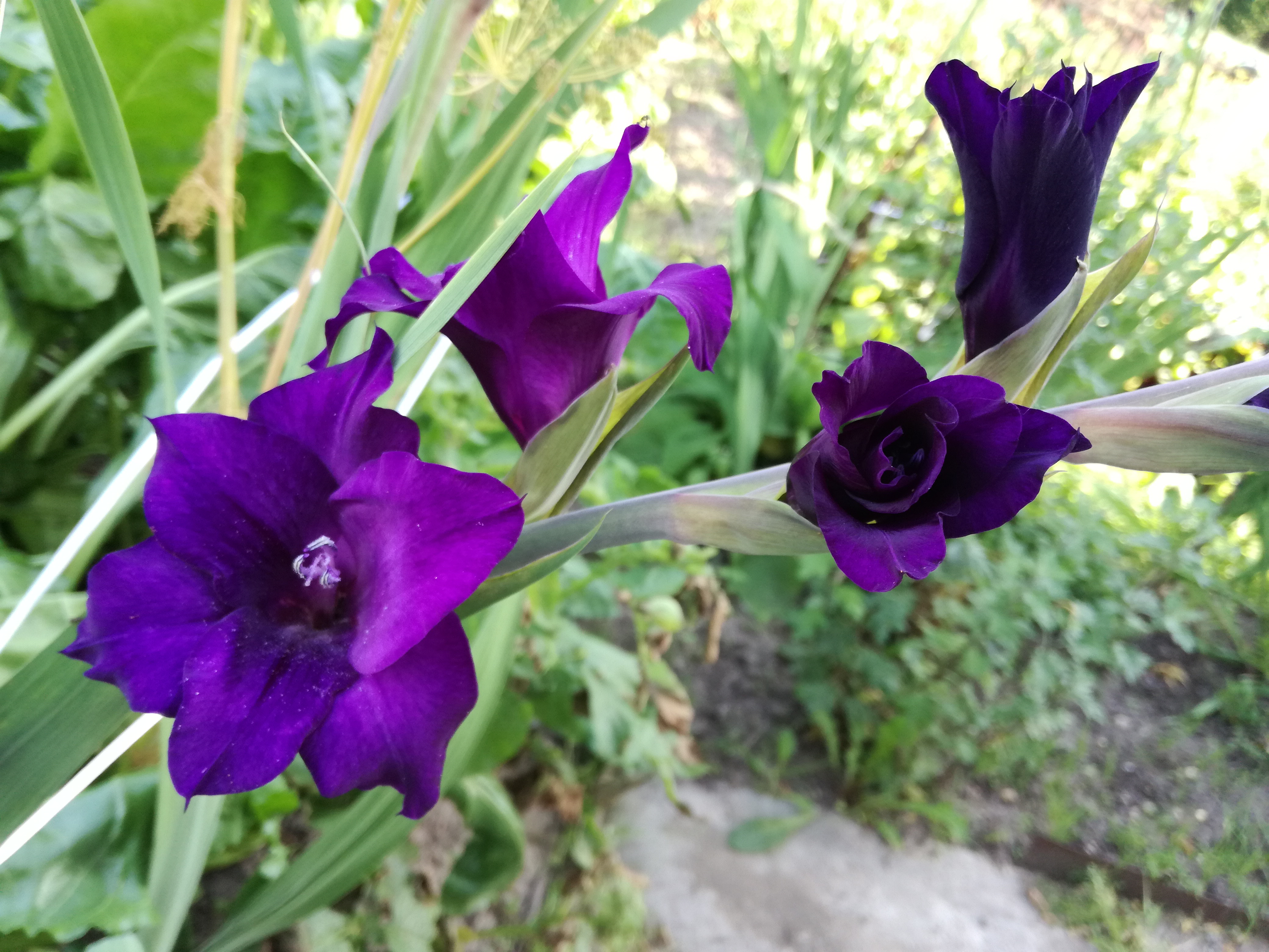 Gladioli da giardino: varietà di varietà, foto con nomi