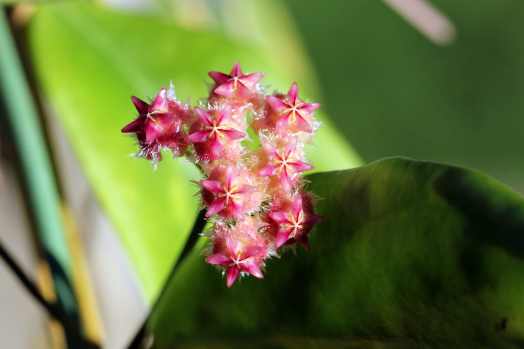 Schöne Hoya-Blume: Ist es möglich, sie zu Hause zu behalten?