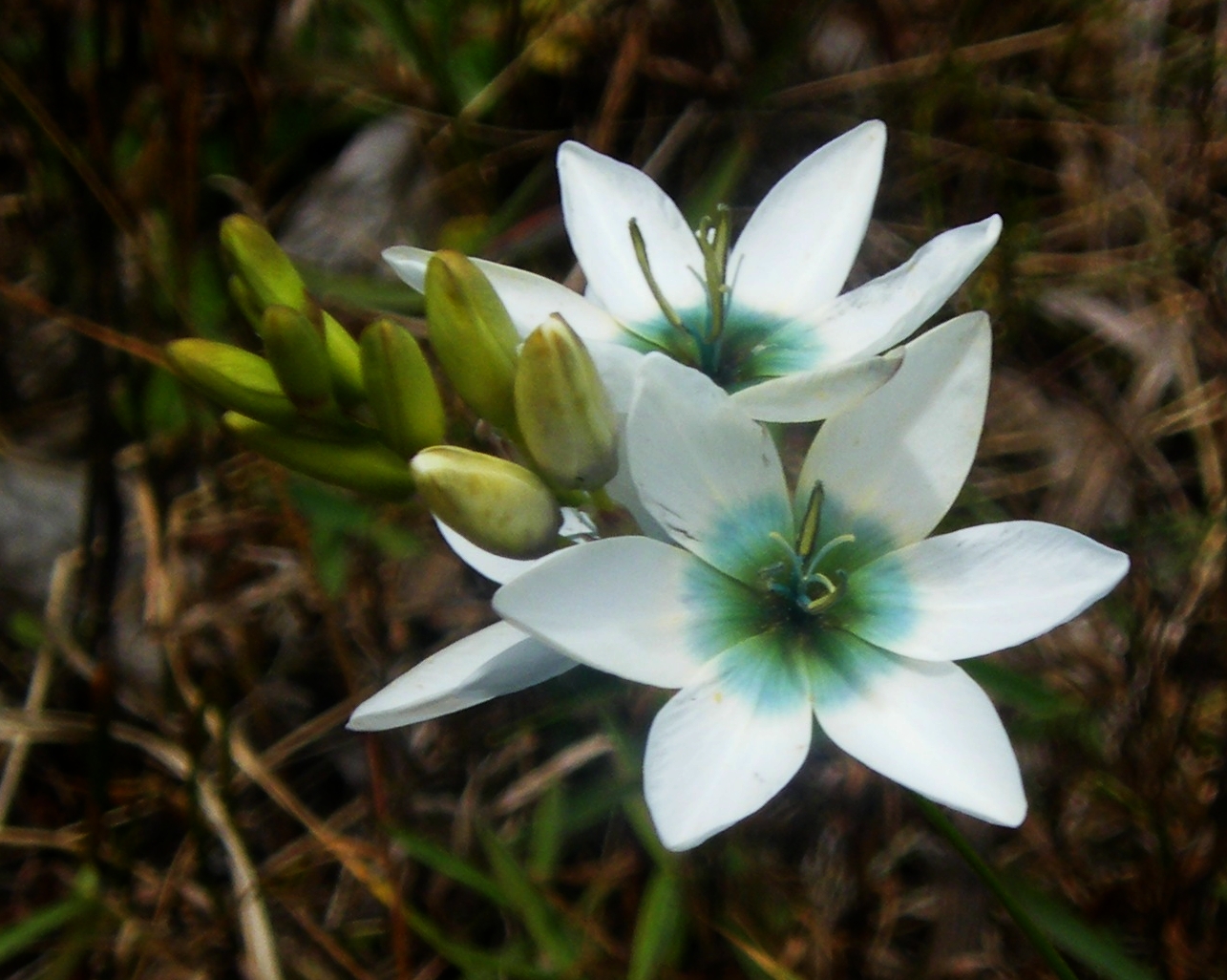 Ixia: plante og ta vare på en eksotisk blomst i det åpne feltet, foto