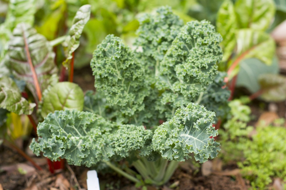 Ornamental and healthy kale kale: curly, pimple-leaved and flat-leaved varieties