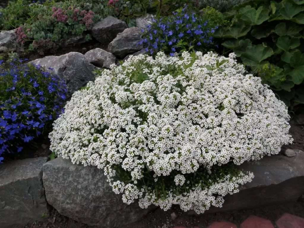 Büyüyen alyssum: tohumlardan ne zaman ve nasıl ekilir