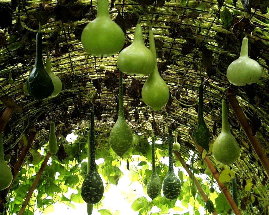 Einzigartige Kürbisflasche Lagenaria: Foto und Beschreibung