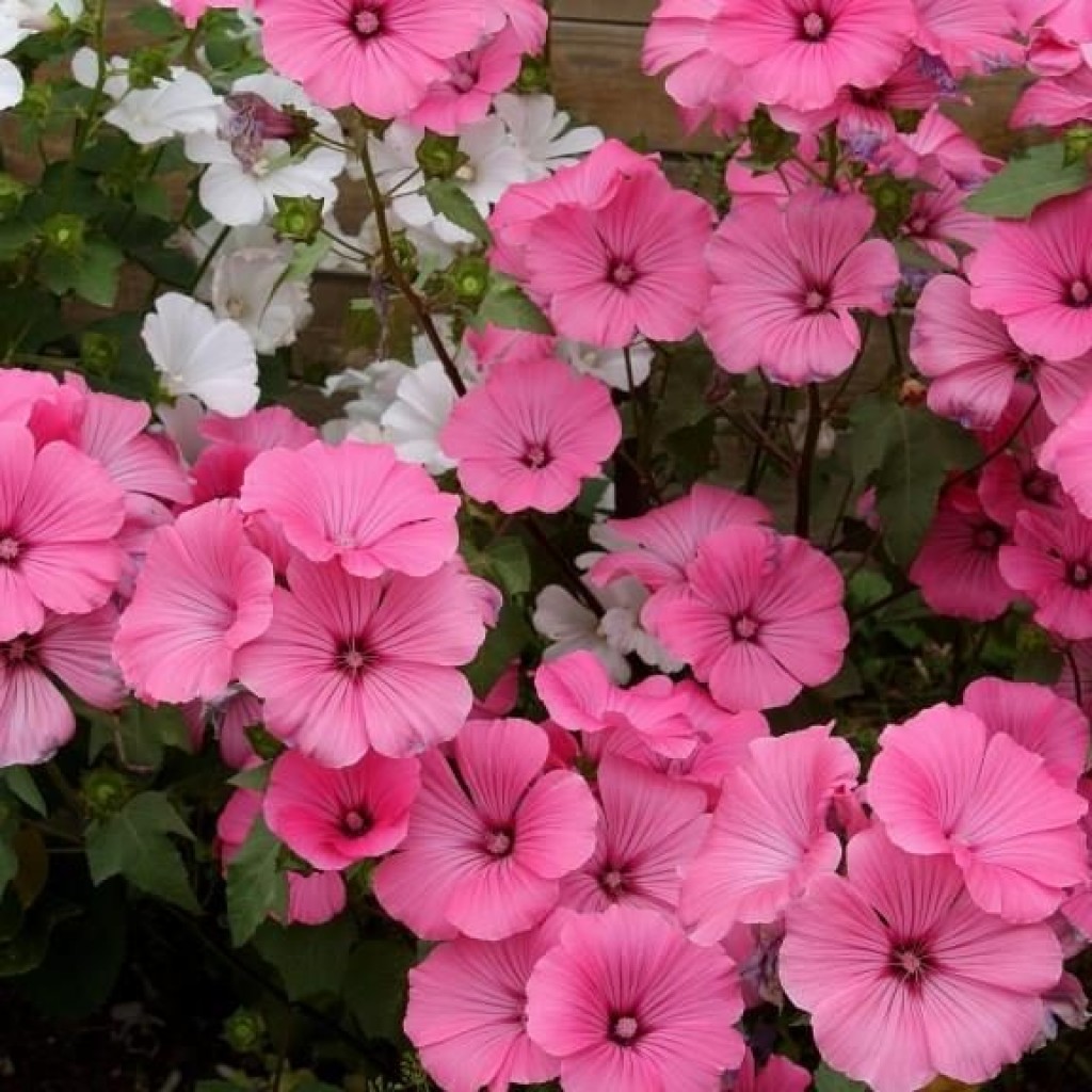 Hoe lavatera te kweken: wanneer planten en groeien uit zaden