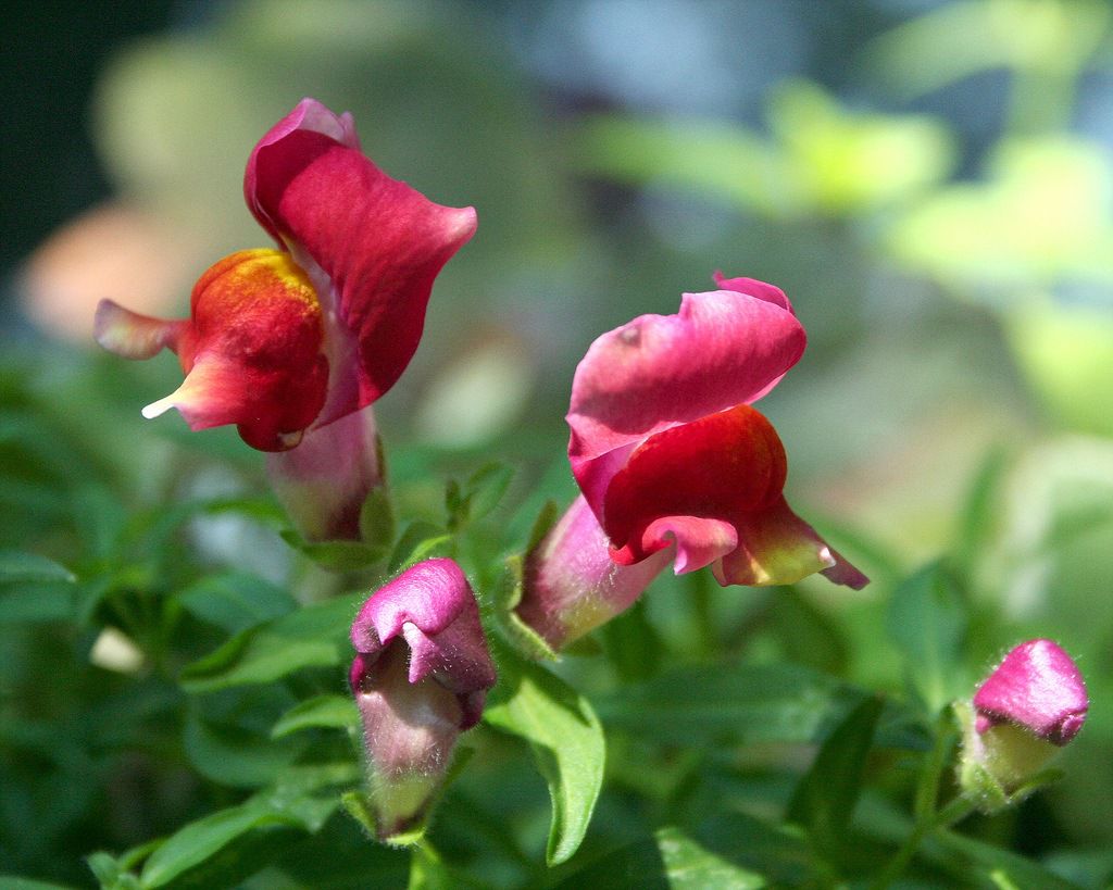 Hur man odlar snapdragons från frön och när man planterar?