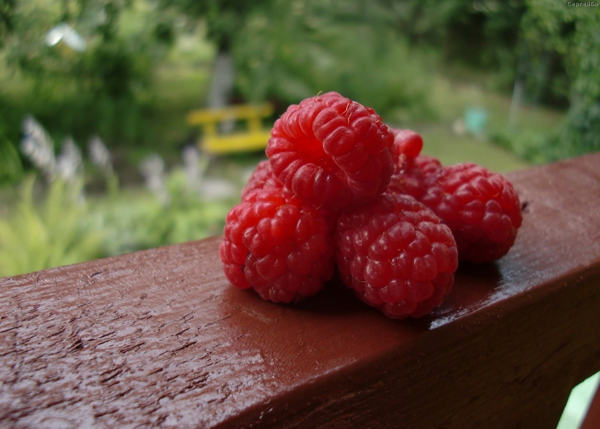 Raspberry Brilliant - odmiana o surowym klimacie, zalety i wady.