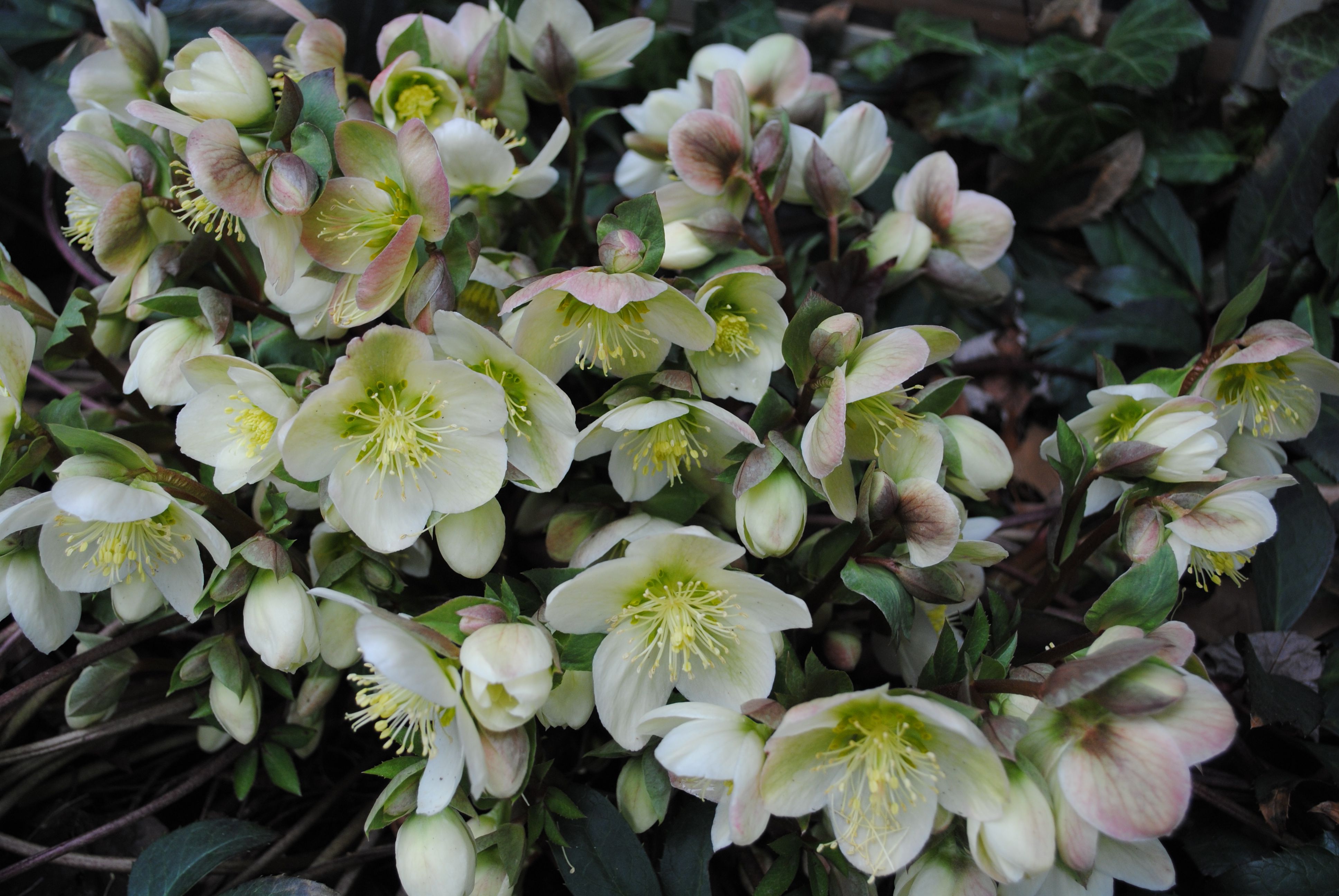 Hellebore augs: apraksts, audzēšana un ziedu fotogrāfijas