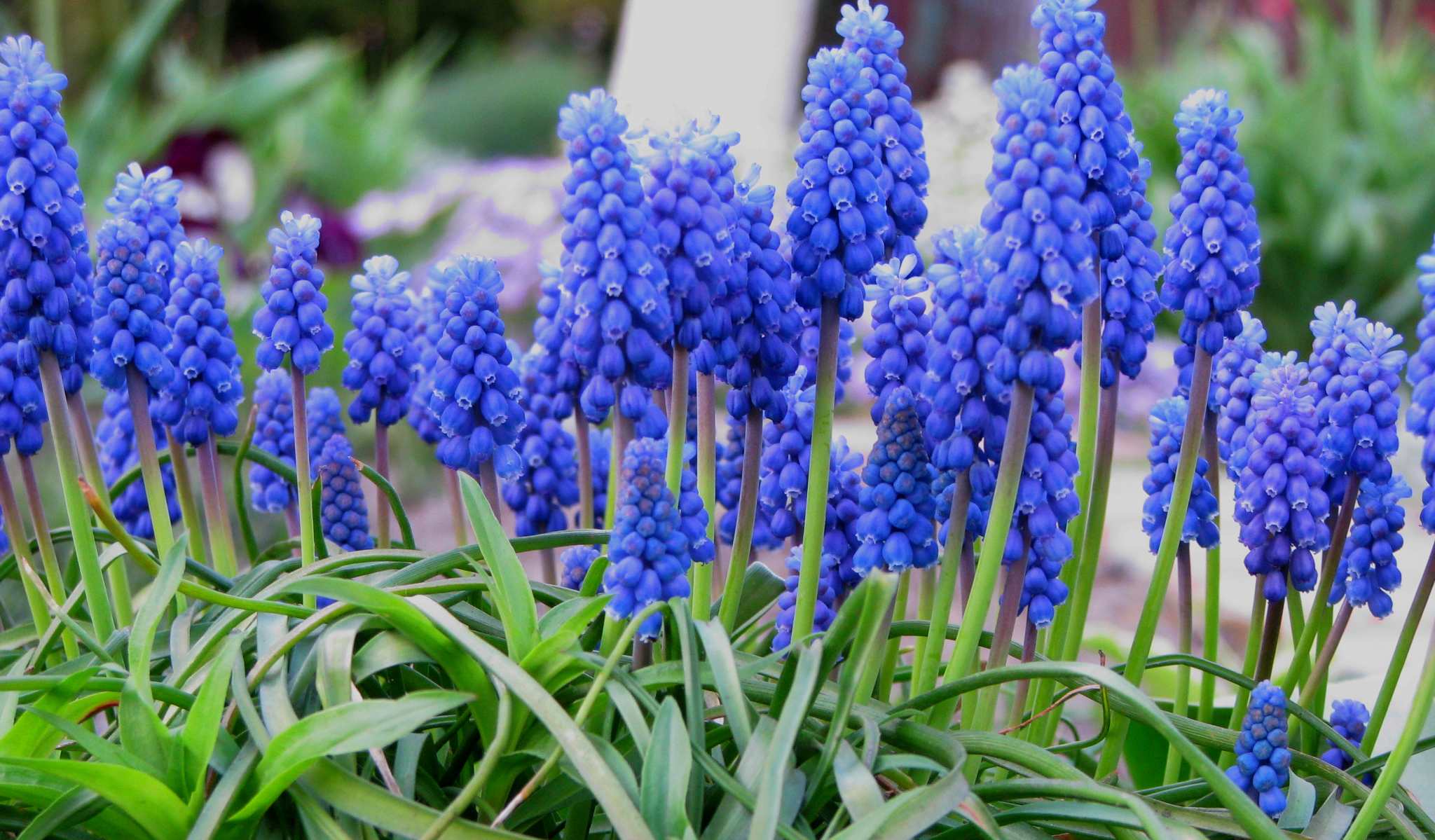 Muscari planten en buitenverzorging: tips en foto's